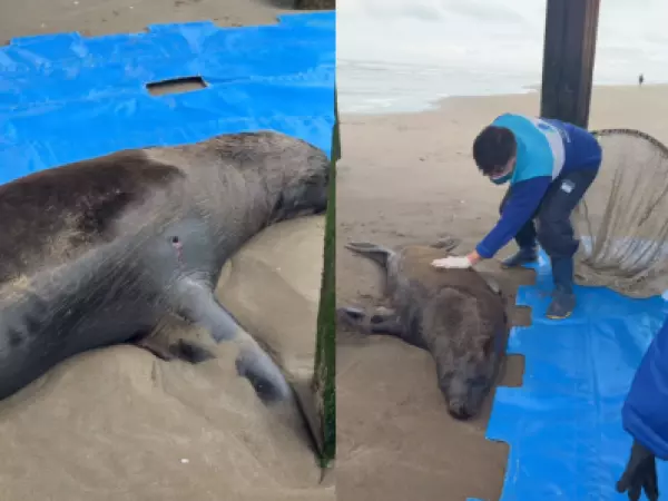 Lobo marino agonizó durante días tras recibir un disparo y murió por una infección en Argentina