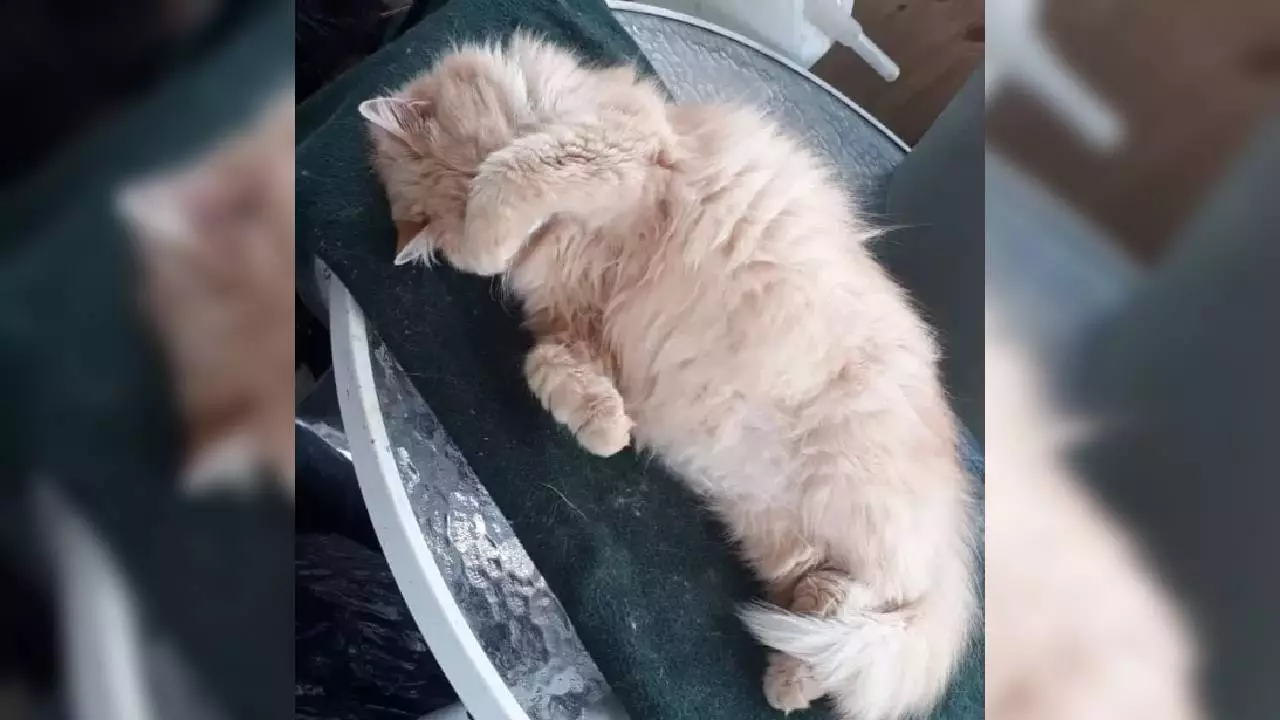 Hombre arriesga 3 años de cárcel por matar a una gata de una patada en Loncoche