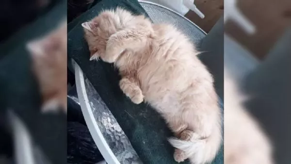 Hombre arriesga 3 años de cárcel por matar a una gata de una patada en Loncoche
