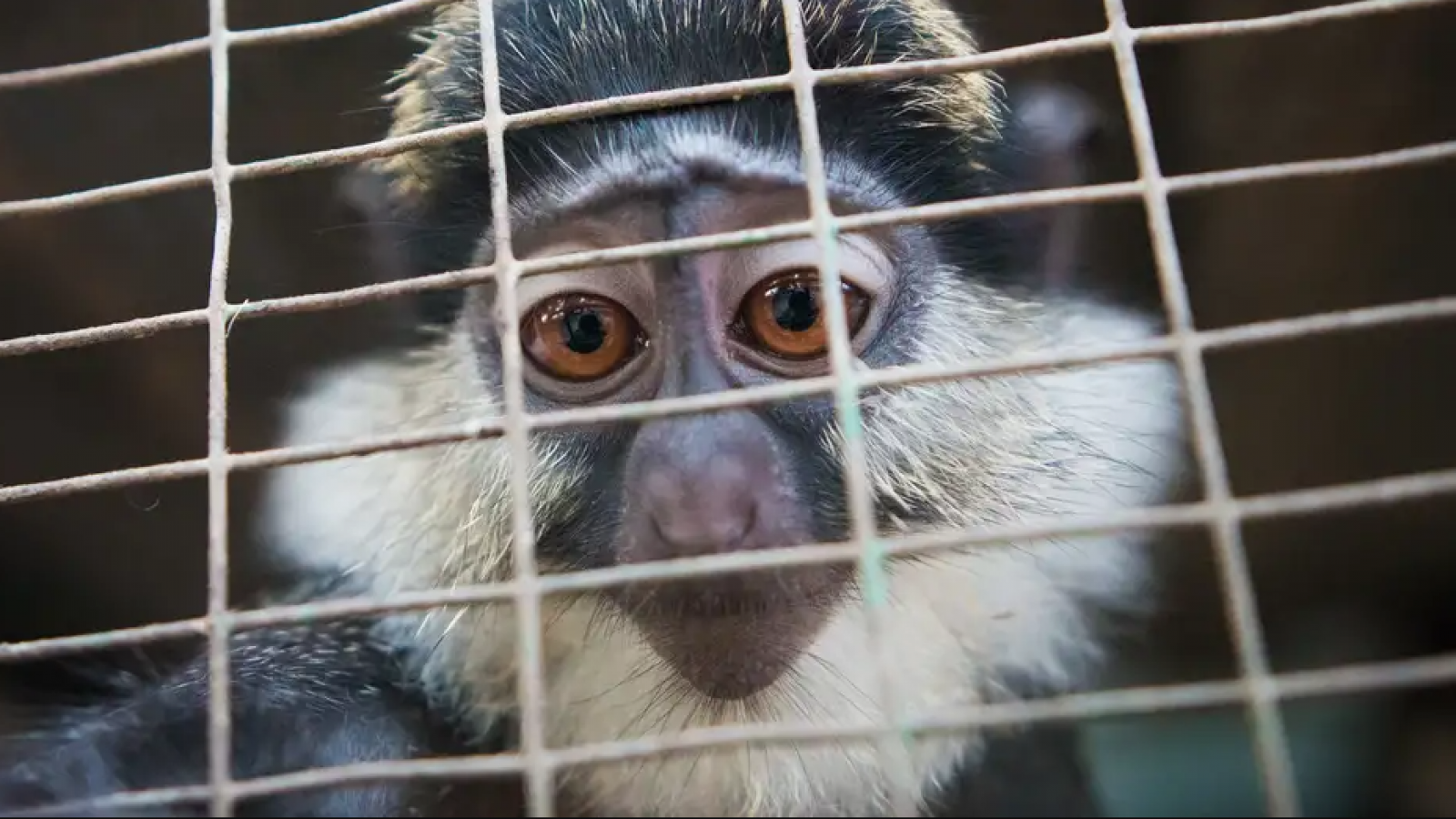 Facebook y TikTok: la nueva frontera del tráfico de especies
