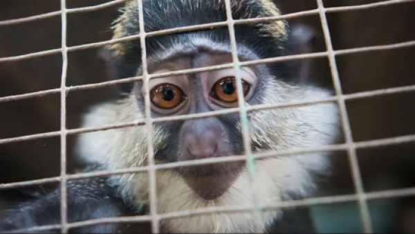 Facebook y TikTok: la nueva frontera del tráfico de especies
