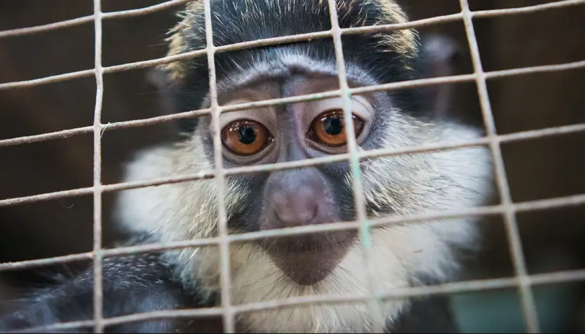 Facebook Y TikTok La Nueva Frontera Del Tr fico De Especies TVN