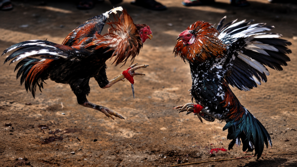 Desbaratan peleas clandestinas de gallos en Arauco: 54 detenidos y 85 aves rescatadas
