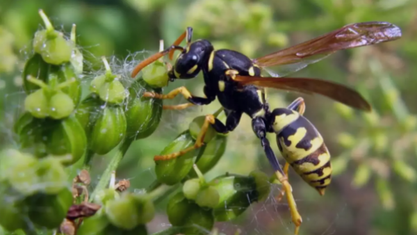 Inicia la temporada de chaquetas amarillas: INIA enseña cómo armar trampas caseras capturar a las avispas carnívoras
