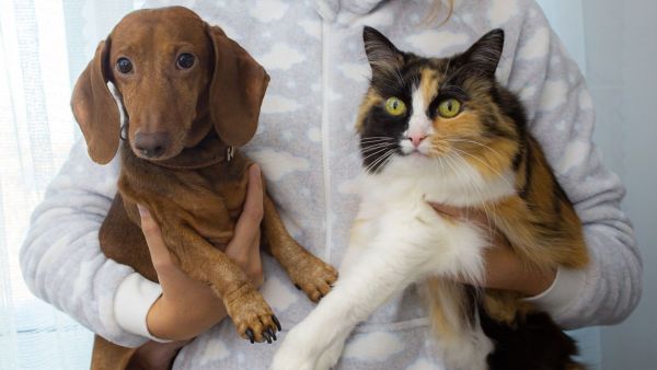¿Qué hay que saber para adoptar una mascota y cuál es la mejor edad para sumar un perro o gato al hogar?