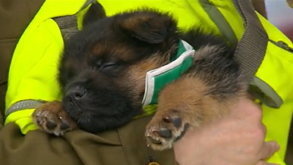 Conocemos a los cachorros que participarán en la Parada Militar
