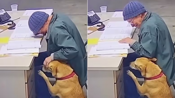 <p>La dolorosa despedida de una mujer a su perro tras no poder cuidarlo más</p>La dolorosa despedida de una mujer a su perro tras no poder cuidarlo más
