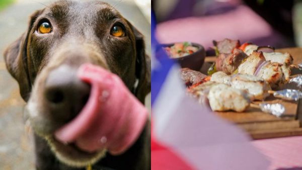 Ni empanadas ni anticuchos: Estos son los alimentos que jamás debes darle a tu mascota en Fiestas Patrias
