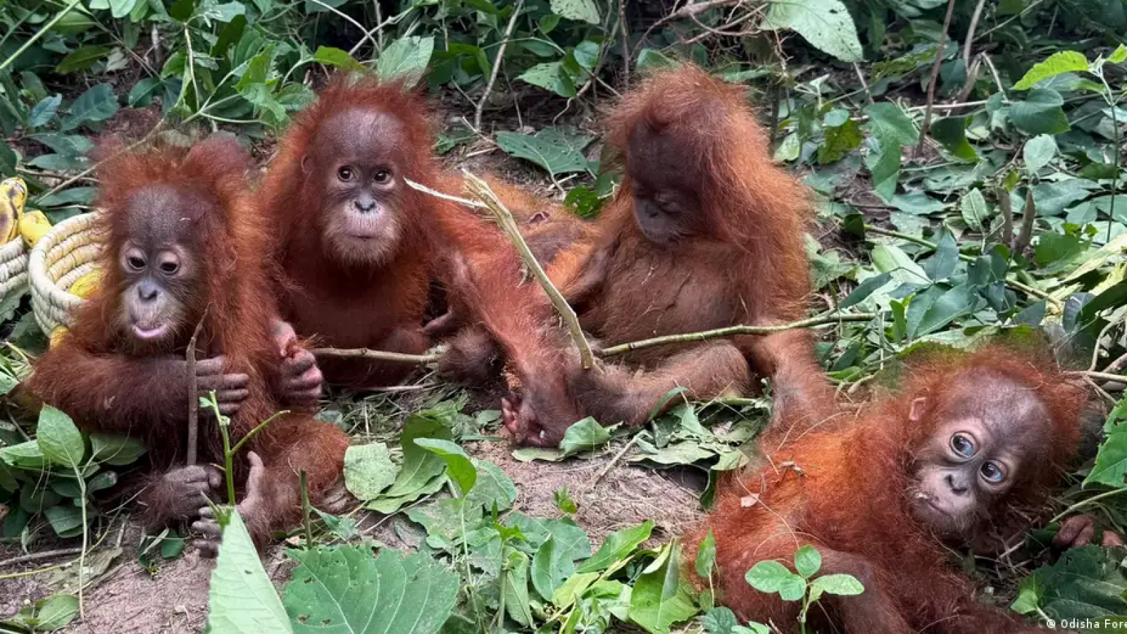 <p>Aparecen cinco orangutanes bebé en India, lejos de su hogar</p>
