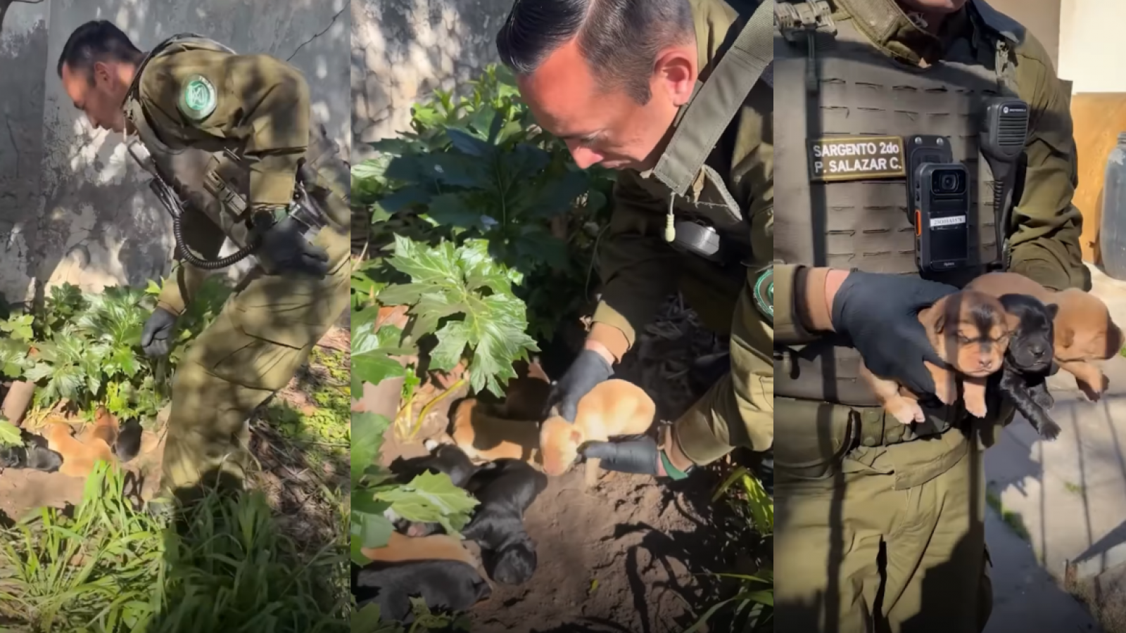 <p>Vecinos y Carabineros rescatan a perrita y sus ocho cachorros en Ñuñoa</p>
