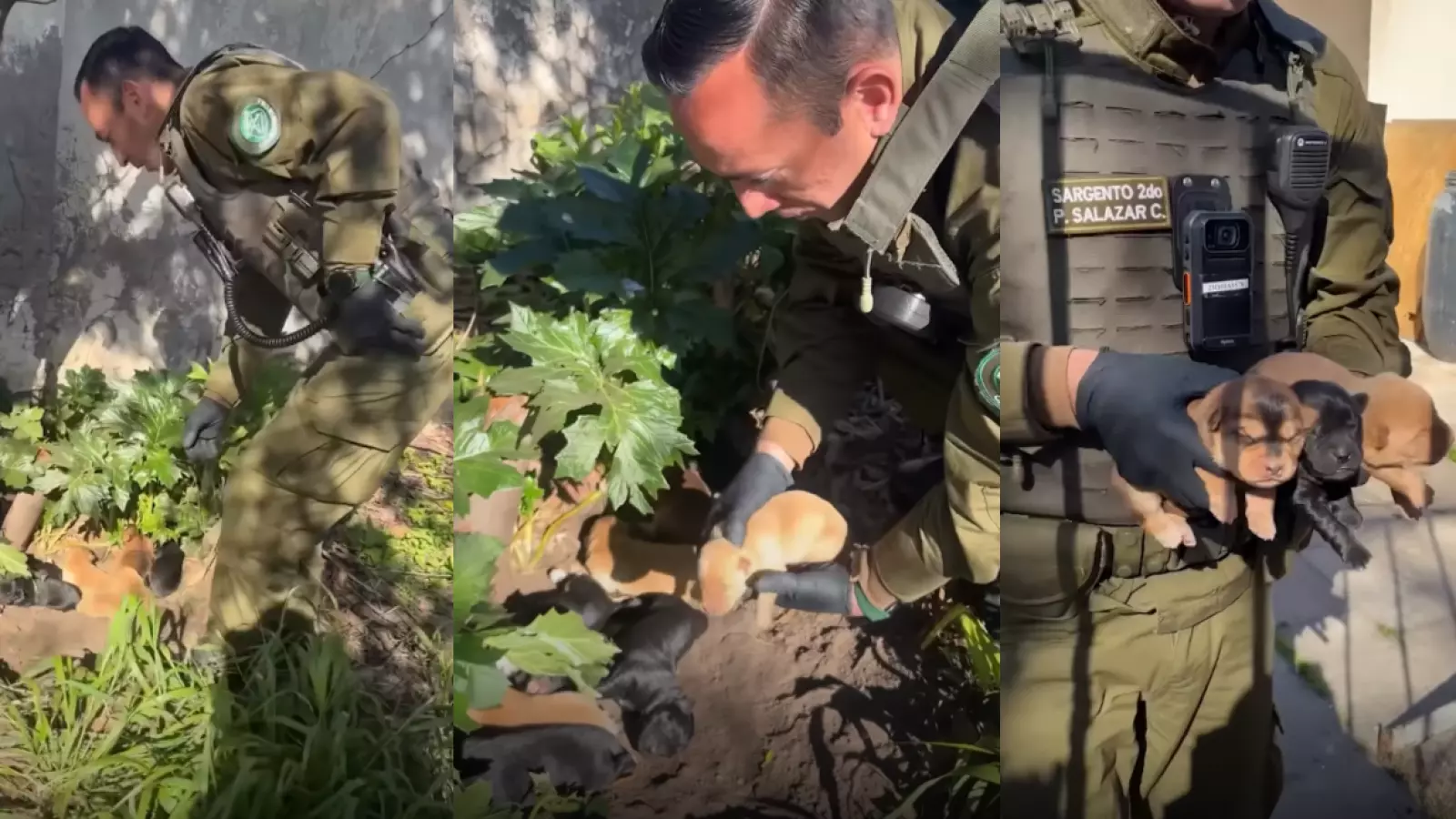 Vecinos y Carabineros rescatan a perrita y sus ocho cachorros en Ñuñoa