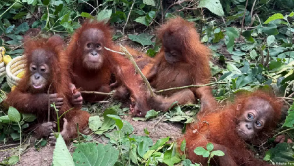 <p>Aparecen cinco orangutanes bebé en India, lejos de su hogar</p>Aparecen cinco orangutanes bebé en India, lejos de su hogar
