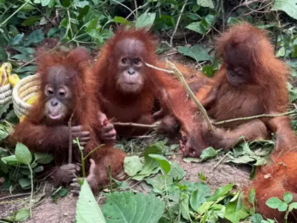 Aparecen cinco orangutanes bebé en India, lejos de su hogar