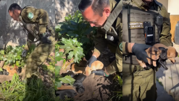 <p>Vecinos y Carabineros rescatan a perrita y sus ocho cachorros en Ñuñoa</p>Vecinos y Carabineros rescatan a perrita y sus ocho cachorros en Ñuñoa

