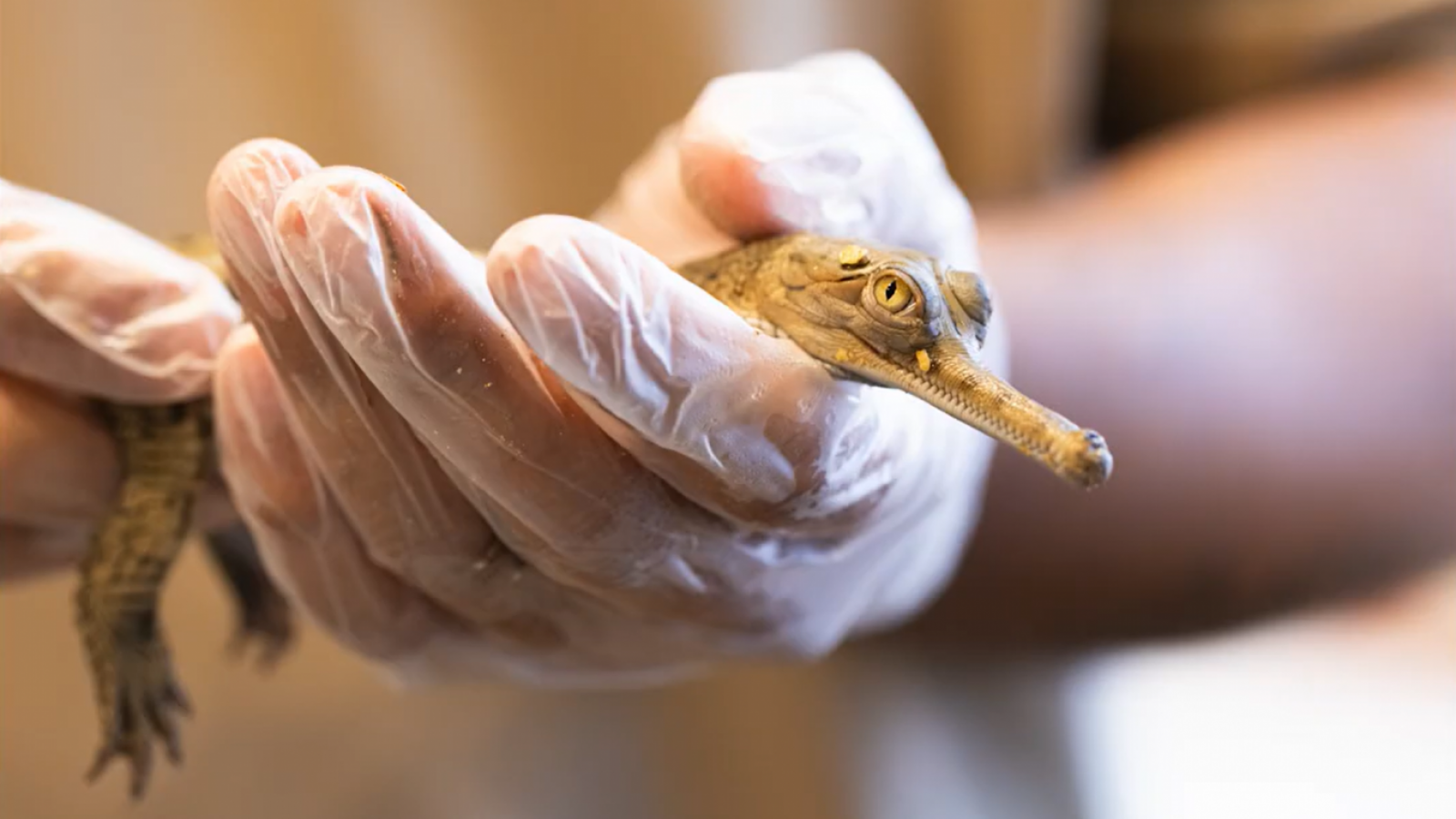 <p>Peligro de extinción: zoológico en Texas logra histórico nacimiento de cocodrilos gavial</p>
