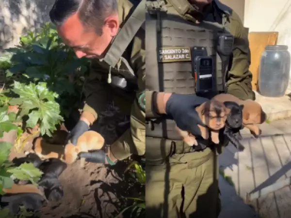 Vecinos y Carabineros rescatan a perrita y sus ocho cachorros en Ñuñoa