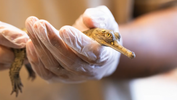 <p>Peligro de extinción: zoológico en Texas logra histórico nacimiento de cocodrilos gavial</p>Peligro de extinción: zoológico en Texas logra histórico nacimiento de cocodrilos gavial
