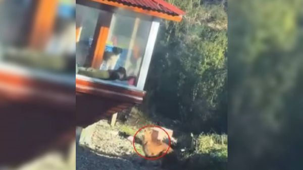 <p>PDI indaga registros sobre presunta caza de un puma en Aysén</p>PDI indaga registros sobre presunta caza de un puma en Aysén
