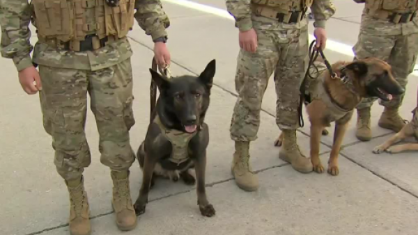 Parada Militar: conocemos a los perros guardianes del Ejército
