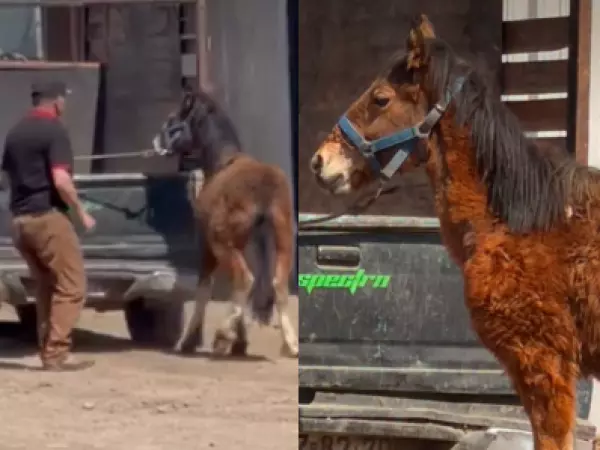 Registran brutal maltrato a potrillo: lo golpearon y arrastraron con una camioneta