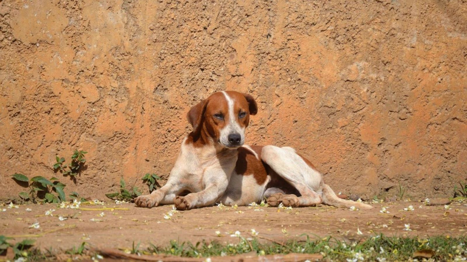 <p>Alerta por aumento de casos de distemper en perros: ¿cuáles son sus síntomas?</p>
