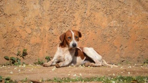 <p>Alerta por aumento de casos de distemper en perros: ¿cuáles son sus síntomas?</p>Alerta por aumento de casos de distemper en perros: ¿cuáles son sus síntomas?
