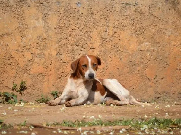 Alerta por aumento de casos de distemper en perros: ¿cuáles son sus síntomas?