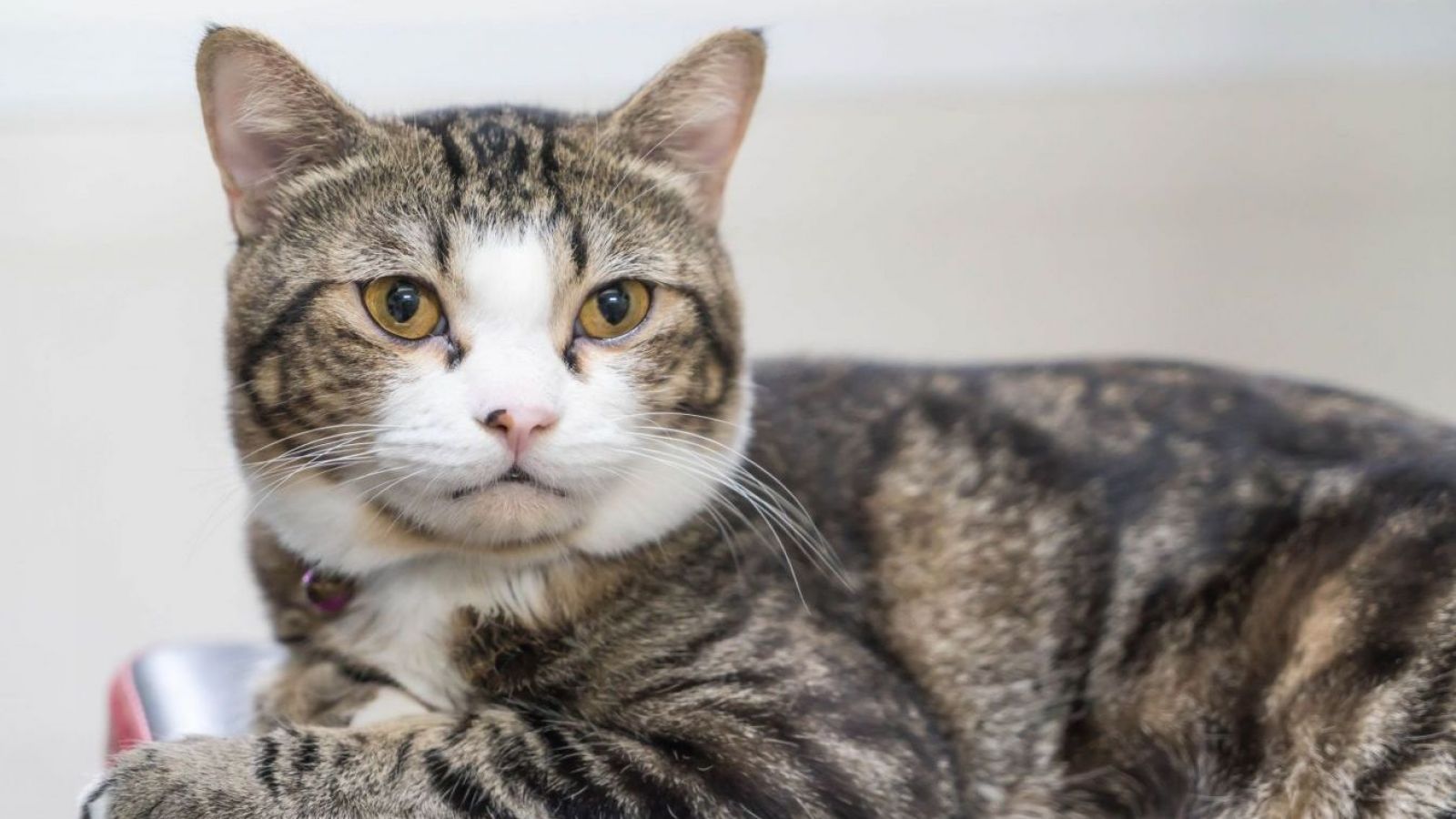 <p>Gato queda ciego tras alimentarse solo con pollo por recomendación de influencer</p>
