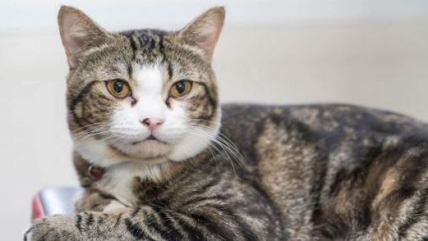 <p>Gato queda ciego tras alimentarse solo con pollo por recomendación de influencer</p>Gato queda ciego tras alimentarse solo con pollo por recomendación de influencer
