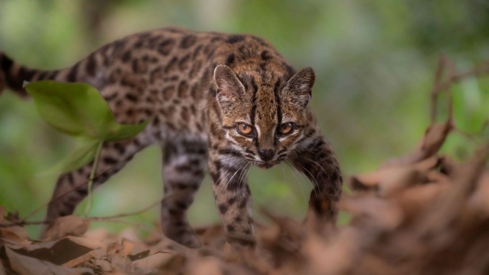 Identifican en Bolivia a una nueva especie de gato, la primera en más de un siglo
