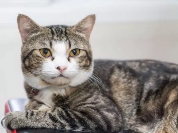 Gato queda ciego tras alimentarse solo con pollo por recomendación de influencer