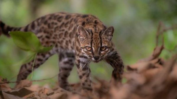 Identifican en Bolivia a una nueva especie de gato, la primera en más de un siglo
