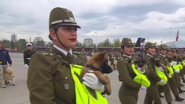 <p>Así fue el paso del grupo de Adiestramiento Canino de Carabineros en la Parada Militar 2026</p>¡Se robaron todas las miradas!: Así fue el paso del grupo de Adiestramiento Canino de Carabineros
