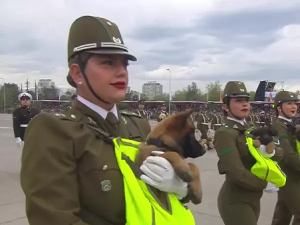 Así fue el paso del grupo de Adiestramiento Canino de Carabineros en la Parada Militar 2026