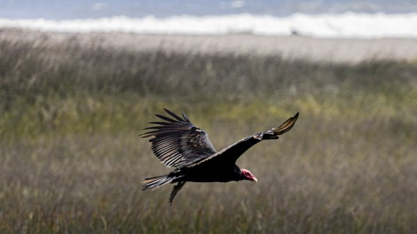 Humedales costeros, refugio natural de especies desde Arica a Magallanes
