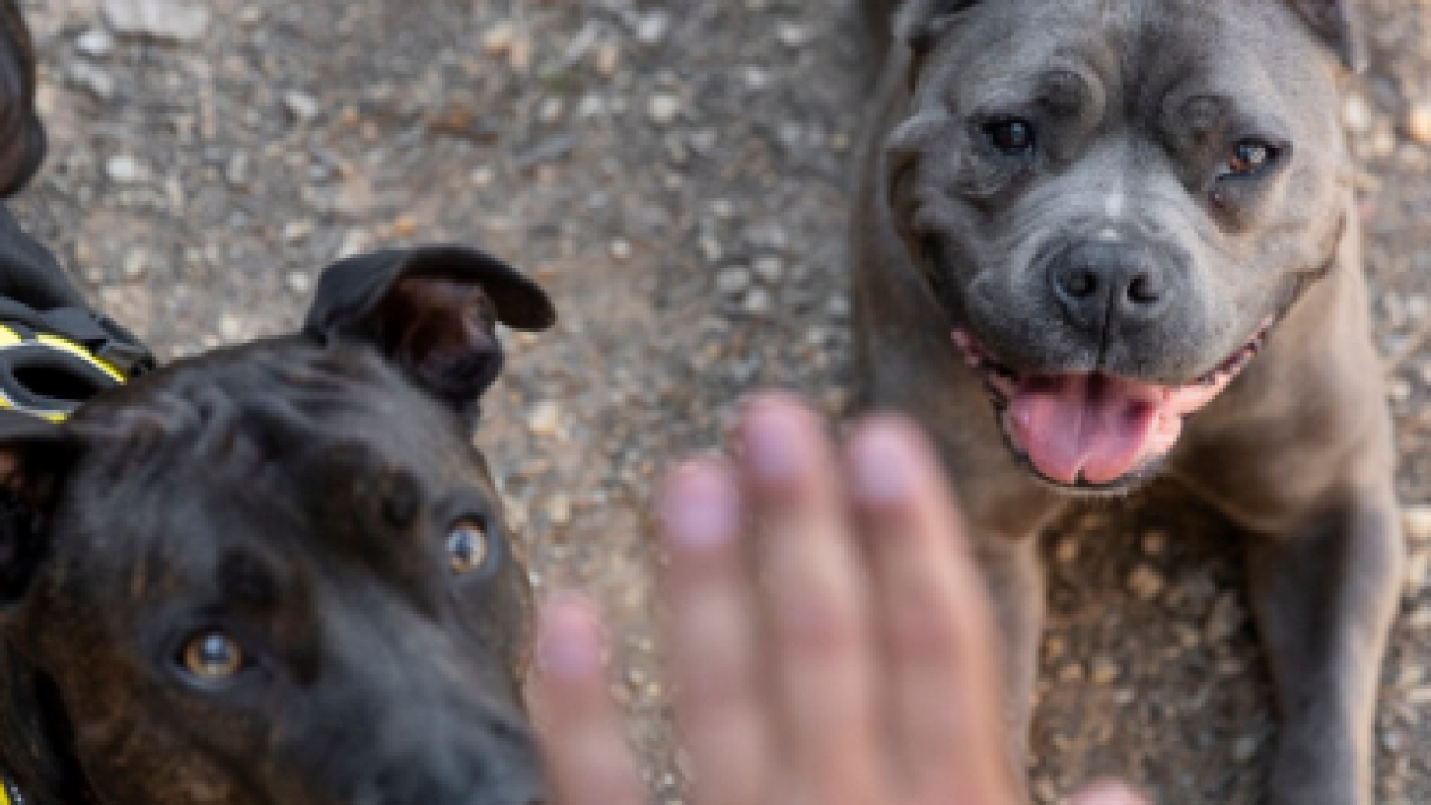 <p>Ataque de dos perros deja a mujer hospitalizada en Puerto Montt: sufrió grave mordedura</p>
