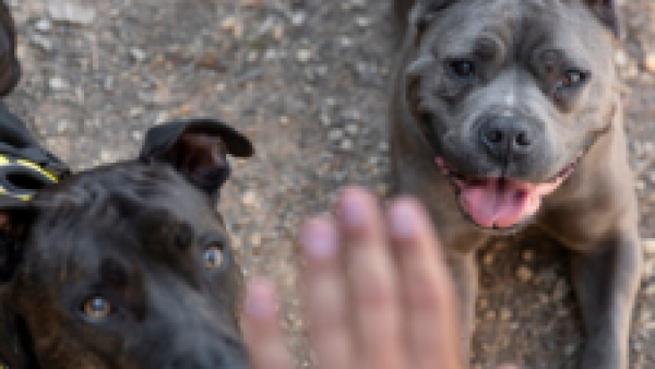 <p>Ataque de dos perros deja a mujer hospitalizada en Puerto Montt: sufrió grave mordedura</p>