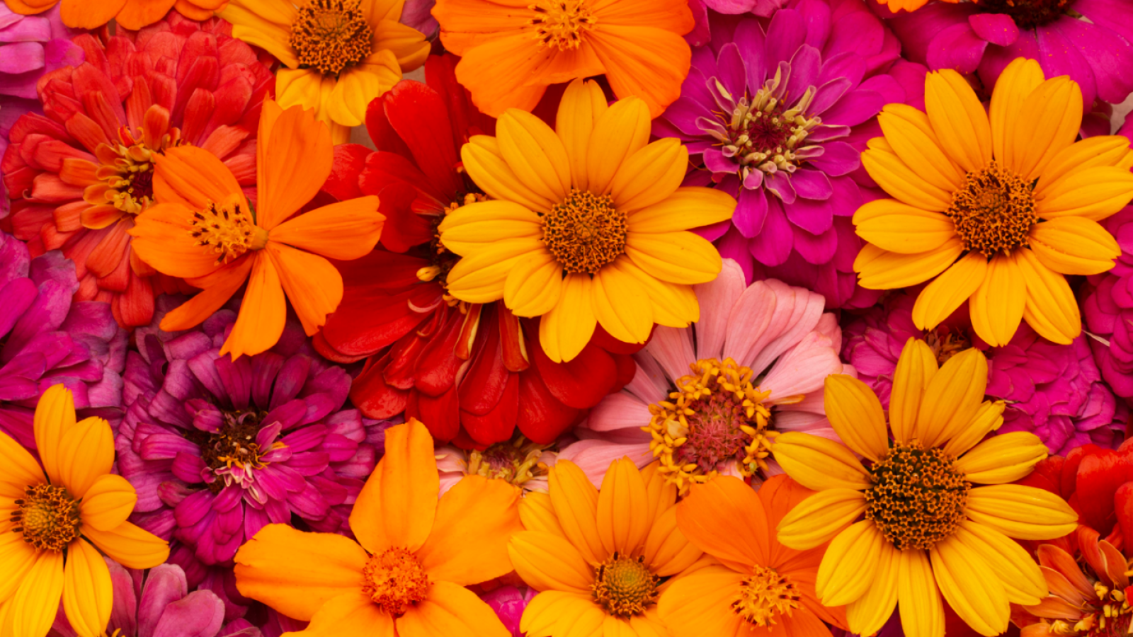 <p>Dónde conseguir flores gratis este sábado en Santiago: Ñuñoa tendrá nueve puntos de entrega</p>
