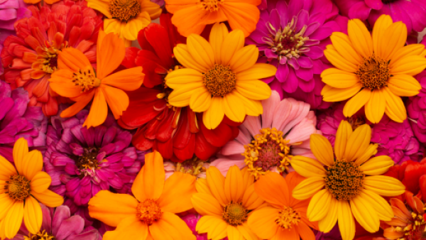 <p>Dónde conseguir flores gratis este sábado en Santiago: Ñuñoa tendrá nueve puntos de entrega</p>