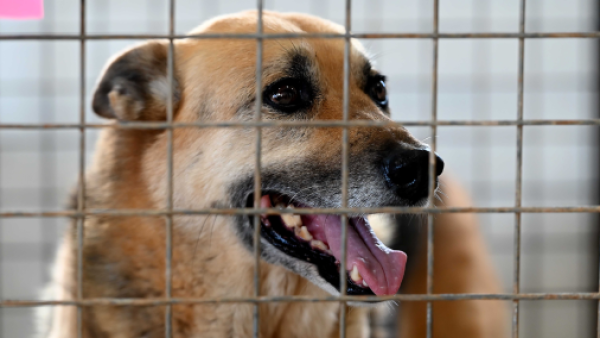 <p>Construirán el primer hospital público veterinario regional en San Joaquín</p>