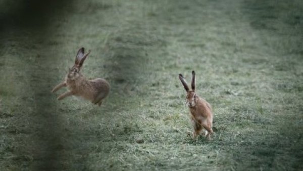 <p>Alerta por hallazgo en Chile: conejos silvestres podrían participar en la transmisión del Chagas</p>