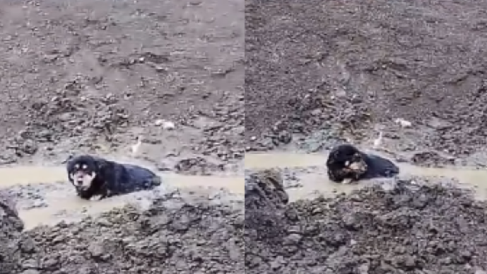 <p>Rescatan a perro de 15 años que quedó atrapado en el barro en Punta Arenas</p>
