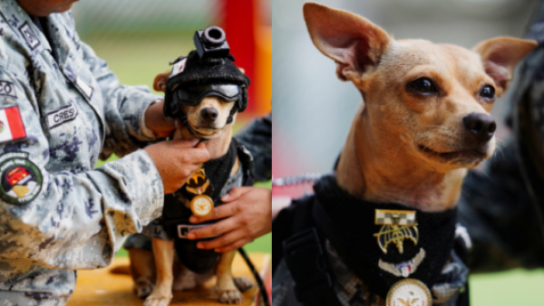 <p>Conoce a “Comando”, el chihuahua que entrena para labores de búsqueda y rescate en México</p>