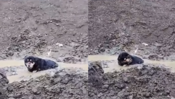 <p>Rescatan a perro de 15 años que quedó atrapado en el barro en Punta Arenas</p>