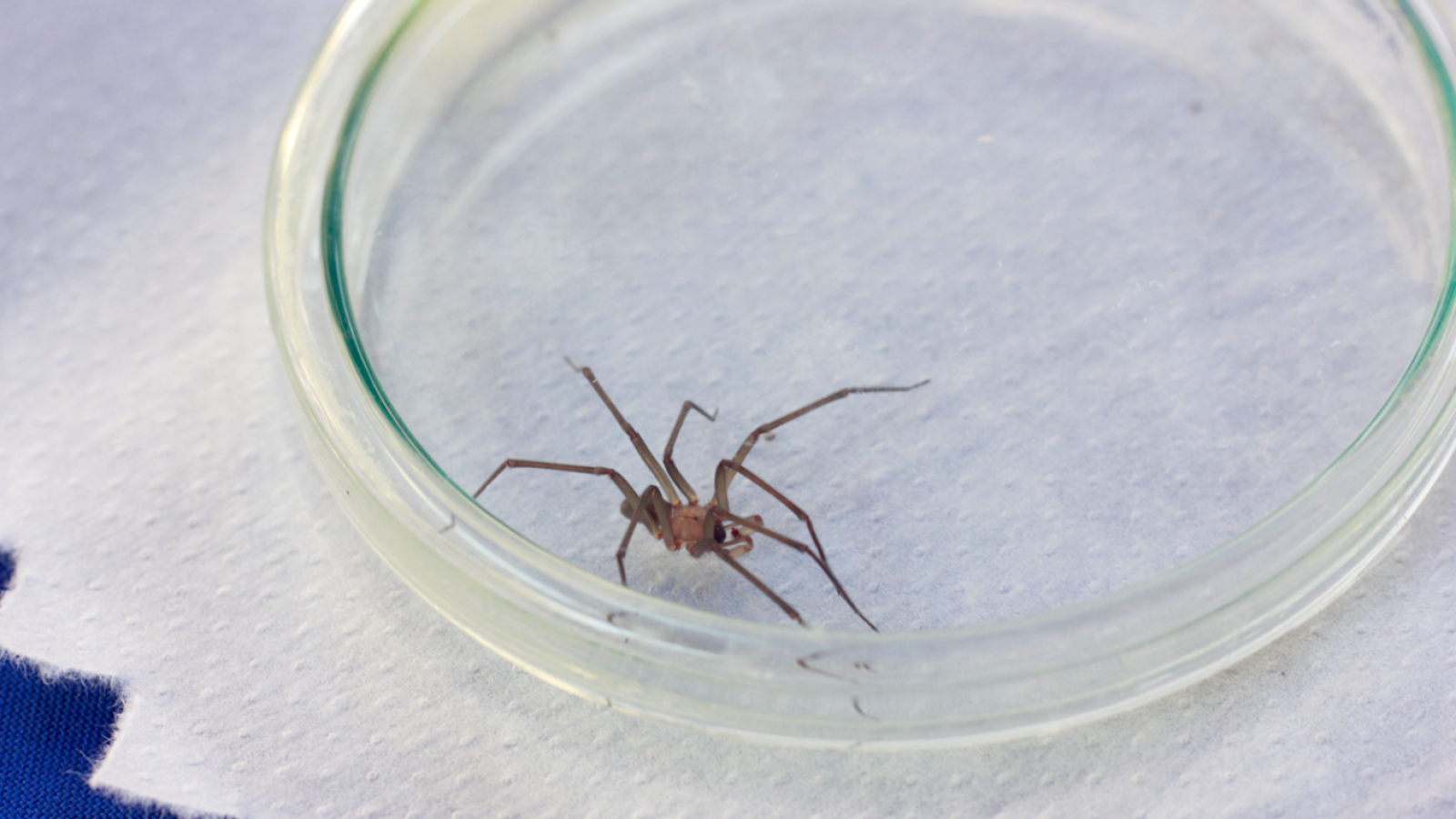 <p>Araña de rincón: cómo reconocerla, prevenir accidentes y actuar rápido desde casa</p>

