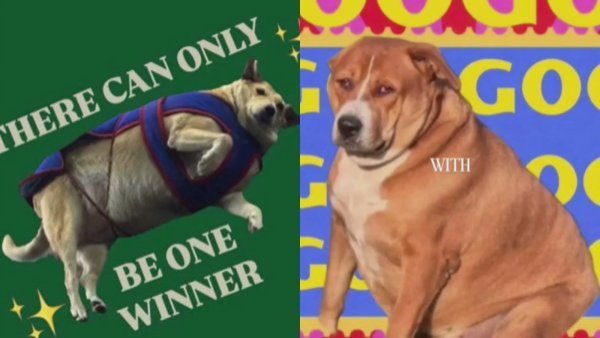 Polémica por concurso de perritos gordos en la India