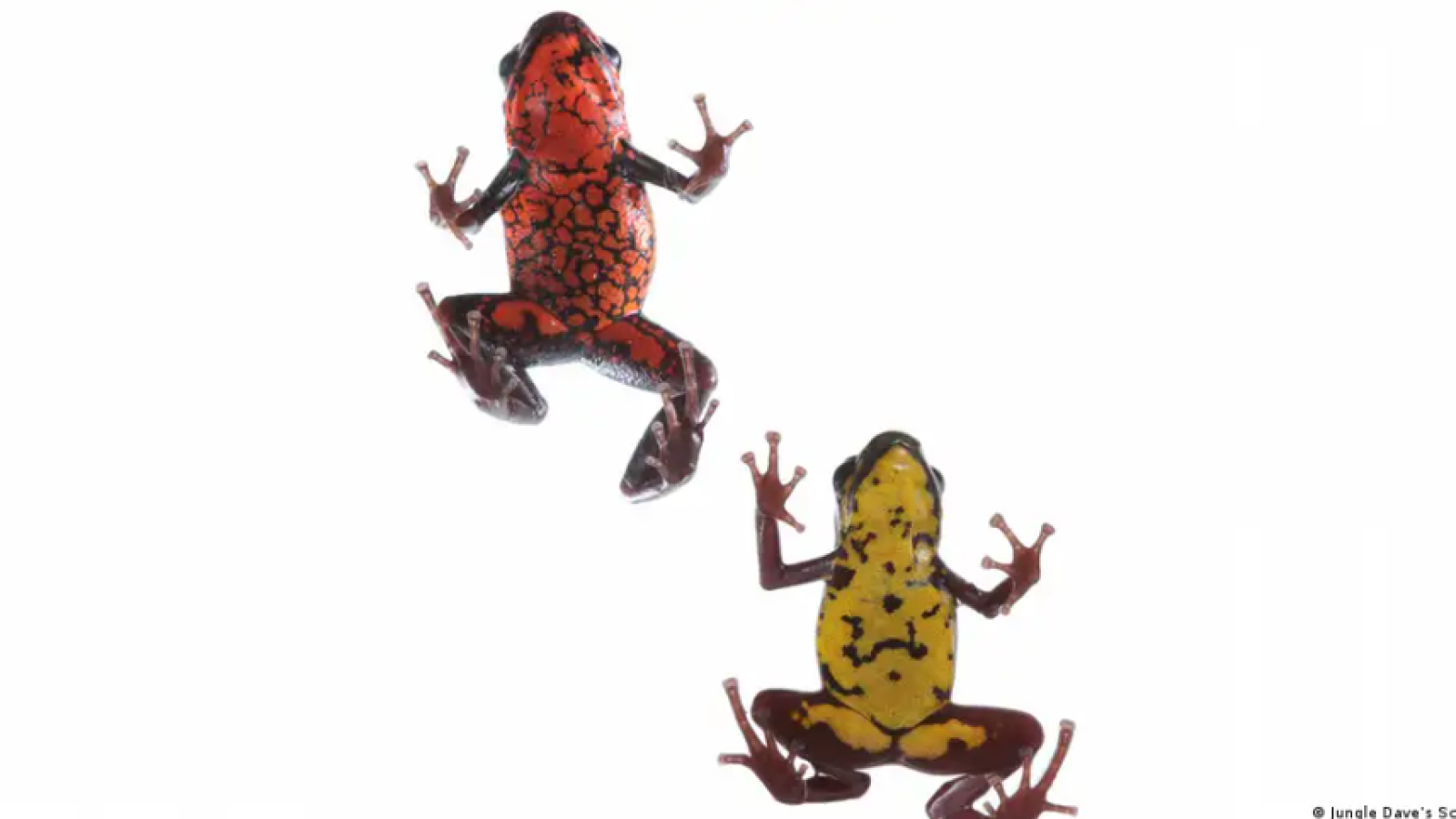 Hallan en Ecuador una "desconcertante" rana de dos colores
