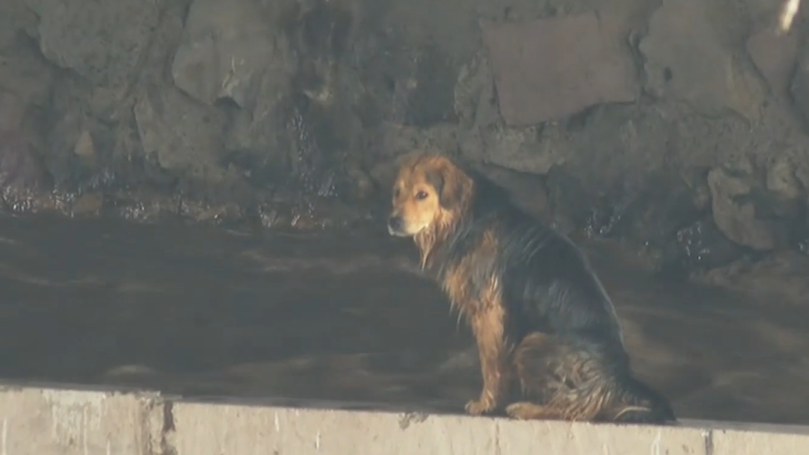 Urgente operativo de rescate de perritos por crecida del río Mapocho
