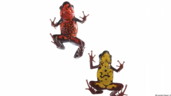 Hallan en Ecuador una "desconcertante" rana de dos colores