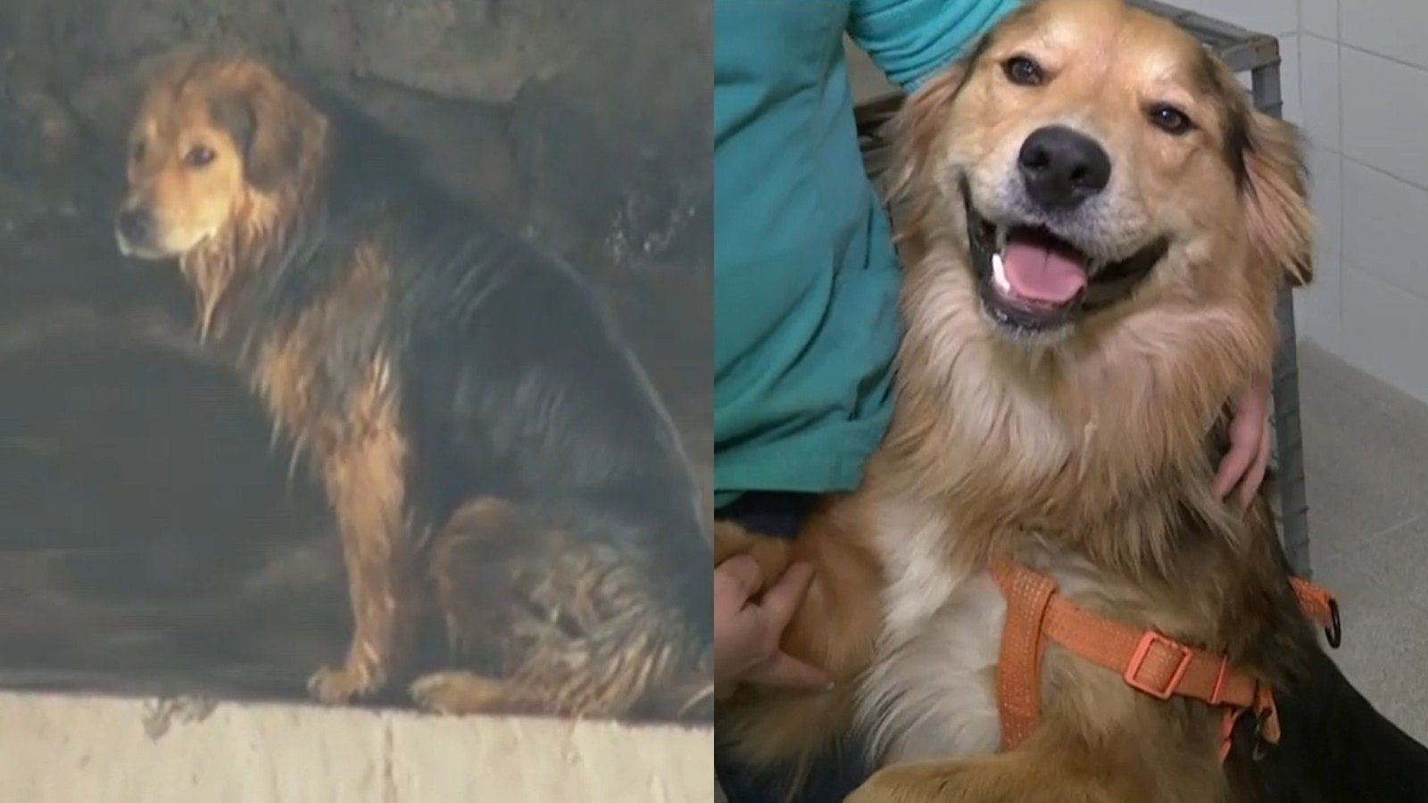 Tras intenso rescate: Morocho busca hogar que lo adopte y cambiar su vida
